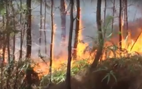 Rừng thông tại Nghệ An đang bốc cháy dữ dội