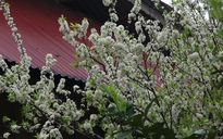 Đẹp hút hồn với hoa đào, hoa mận nở trắng bản làng Nghệ An
