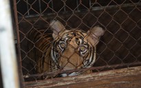 Vụ 17 con hổ nuôi nhốt tại Nghệ An: 9 con đang chờ nơi nhận nuôi
