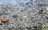 TP.HCM: Cá chết dày đặc trong ao nước gần chung cư Ehome 3, người dân kêu trời vì mùi hôi