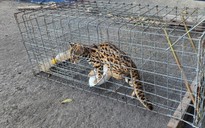 Người dân ở TP.HCM đặt bẫy cạnh chuồng gà, bắt được mèo rừng quý hiếm