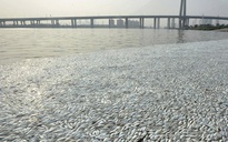 Cá chết trắng sông ở Thiên Tân, chính quyền tuyên bố... bình thường