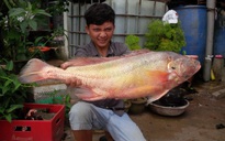Bắt được cá nghi cá sủ màu sắc lạ trên sông Đồng Nai