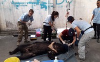 Giải cứu 3 cá thể gấu ngựa