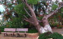 Thêm một cây phượng bật gốc trong sân trường