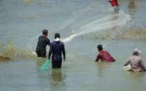 Người dân bắt hàng tấn cá 'khủng' dưới đập thủy điện Trị An, kiếm tiền triệu