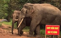 'Làm đường qua khu bảo tồn': Không nhận được đồng thuận của bộ, ngành và địa phương