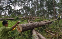 Lại phát hiện rừng thông ở Lâm Đồng bị triệt hạ