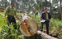 Phó thủ tướng yêu cầu kiểm tra xử lý các vụ phá rừng ở Lâm Đồng