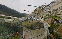 Đà Lạt: Mưa đá kèm lốc xoáy gây thiệt hại nặng