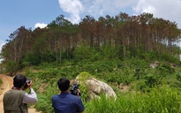 Cận cảnh hơn 10 ha rừng thông bị đầu độc tại Lâm Đồng