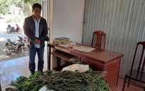 Lâm Đồng: Phát hiện vườn cần sa 'để nuôi heo' ở huyện Lâm Hà