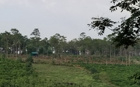 Cận cảnh rừng cộng đồng ở Lâm Đồng tiếp tục bị tác động sau khi bị thu hồi