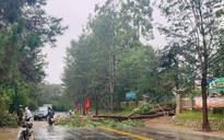 Đà Lạt: Mưa gió quật ngã hàng loạt cây xanh, một người bị thương