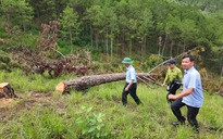 Lâm Đồng lập chuyên án điều tra, truy tìm thủ phạm triệt hạ rừng thông ở Đà Lạt
