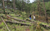 Lâm Đồng: Bắt giam nữ bị can chủ mưu triệt hạ hơn 400 cây thông ở TP.Đà Lạt