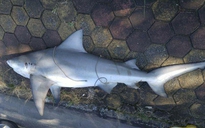 Xác minh nguồn gốc cá mập xuất hiện tại bờ vịnh Hạ Long