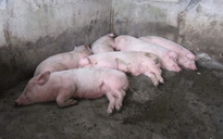 Người dân ở Quảng Ninh tự ý chôn lợn chết vì dịch tả châu Phi