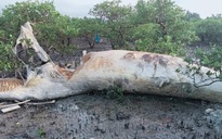 Quảng Ninh: Phát hiện xác cá voi trôi dạt vào rừng ngập mặn ở xã đảo Quan Lạn