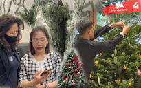 Chi hàng trăm triệu mua cây thông tươi trang trí giáng sinh ở Hà Nội