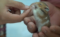 Đổ xô đi mua chuột hamster dịp Tết