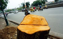 Chặt hạ cây xanh ở Hà Nội: Kiểm điểm trách nhiệm lãnh đạo thành phố