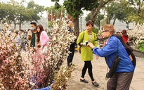 Chuyển hơn 10.000 cành hoa anh đào về Hà Nội tổ chức lễ hội