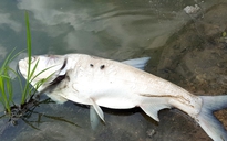Cá chết bất thường ở hồ Linh Đàm