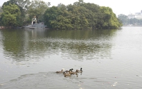 Hồ Gươm xuất hiện 6 chú vịt sau vụ thả thiên nga bất thành