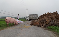 Bắt chủ tịch xã kê khống số lợn tiêu hủy do bệnh tả châu Phi