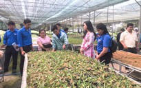 Học cách ứng dụng phát triển nông nghiệp công nghệ cao để tăng thu nhập