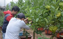 'Hốt bạc' nhờ phật thủ bonsai bán tết