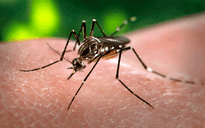 Hỏi nhanh về Covid-19: Muỗi đốt có làm lây bệnh cho người?
