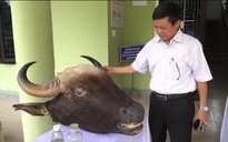 Đầu bò tót 'náo loạn sân bay Phú Bài' được bàn giao cho bảo tàng thiên nhiên