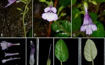 Phát hiện loài thực vật mới đặc hữu của Việt Nam chưa từng được biết tới