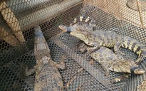 Bà Rịa – Vũng Tàu phát hiện cá sấu sổng chuồng, phạt 2 chủ nuôi không phép