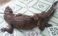Người dân từng nhiều lần bắt cá sấu trong hồ chứa nước Châu Pha
