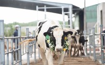 Nutifood nhập 3.300 bò sữa thuần chủng từ Mỹ