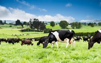 Nutifood độc quyền đưa "100% sữa New Zealand bò ăn cỏ tự nhiên" về Việt Nam