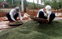 Giá tiêu tăng vọt, Hiệp hội hồ tiêu khuyến cáo ‘bất thường’