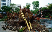 Mưa giông kinh hoàng ở Hà Nội: 2 người chết, trên 1.000 cây xanh ngã đổ