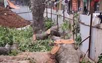 Chủ tịch Hà Nội yêu cầu cử người sang Singapore, Trung Quốc học ‘cắt tỉa cây xanh’