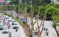 Chủ tịch Hà Nội lý giải việc dừng cắt cỏ nhiều tuyến đường
