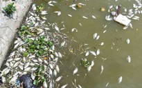 Cá hồ Tây chết có thể do hiện tượng 'tảo nở hoa'