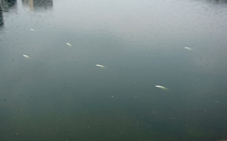 Cá chết ở các hồ Hà Nội do thời tiết và xả thải