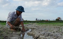 Đồng ruộng xứ Thanh nứt toác vì 'khát nước', nhiều diện tích lúa chết khô