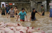 Nước lũ nhấn chìm trại lợn 1.100 con ở Thanh Hóa
