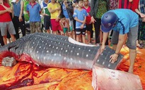 Cá bị người dân xẻ thịt ở Sầm Sơn là cá nhám voi quý hiếm