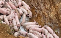 Xác định được người vứt 83 con lợn nghi mắc bệnh giữa 'biên giới' Nghệ An - Thanh Hóa