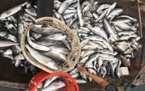 Thanh Hóa: 44 tấn cá nuôi lồng chết trắng trên sông Bạng